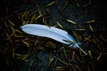 Feather Image Small